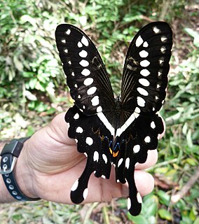 <i>Papilio lormieri</i> Species of butterfly