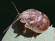 Paropsis charybdis