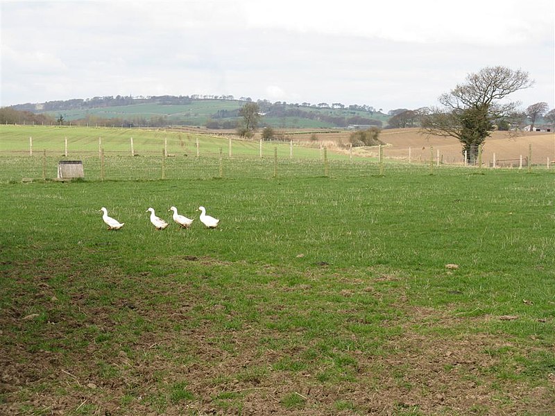 File:Pass the orange sauce - geograph.org.uk - 1806452.jpg