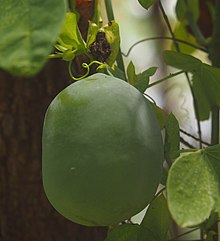 Passiflora subpeltata плодове.jpg