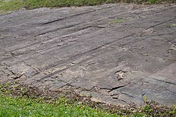 Glacial striations formed by late Paleozoic glaciers in the Witmarsum Colony, Parana Basin, Parana, Brazil PavimentoEstriadoWitmarsumPR.JPG