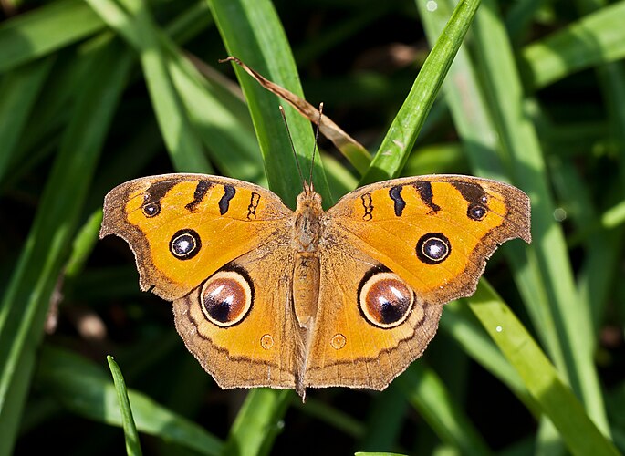 Бабочка Junonia almana. Индия