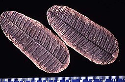 Fossils of the Late Devonian-Permian fern-like fronds Pecopteris Pecopteris villosa.jpg