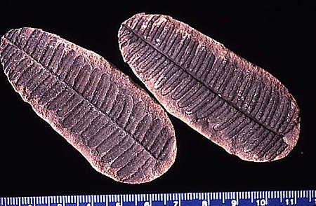 Pecopteris villosa.jpg