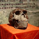 Peking Man Skull (kopi) presentert på Paleozoological Museum of China.jpg