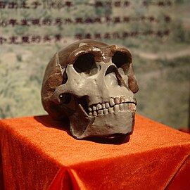 Zhoukoudian 3 (crâne 1), 1929 (moulage)