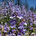 Flowers of Penstemon virens