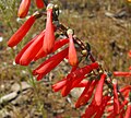 Penstemon centranthifolius