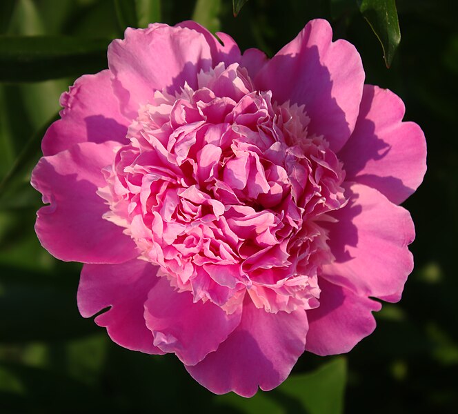 File:Peony Close Up Top View.jpg