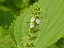 Fleur de Perilla frutescens.jpg