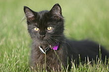 debela crna starija maca