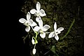 Phalaenopsis equestris white colour