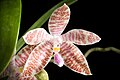 Phalaenopsis hieroglyphica