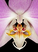 Thumbnail for File:Phalaenopsis sanderiana Orchi 0011.jpg