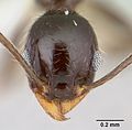 Pheidole vafra casent0178064 head 1. jpg