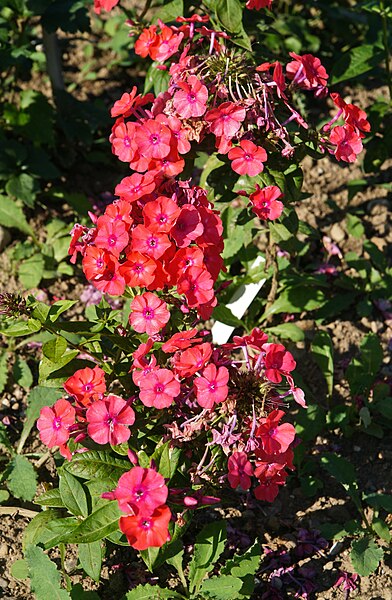 File:Phlox paniculata 'Erntefeuer', Elfenau.jpg