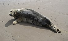 Phoque gris à Dunkerque (le 11 août 2021)