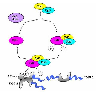 UPF1 is a conserved helicase which is phosphorylated in the process of NMD. This phosphorylation is catalyzed by SMG1 kinase. This process requires UPF2 and UPF3. Dephosphorylation of UPF1 is catalyzed by SMG5, SMG6 and SMG7 proteins. Phosphodephosphoinverto.jpg