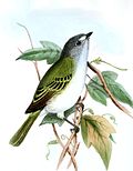 Thumbnail for Grey-capped tyrannulet