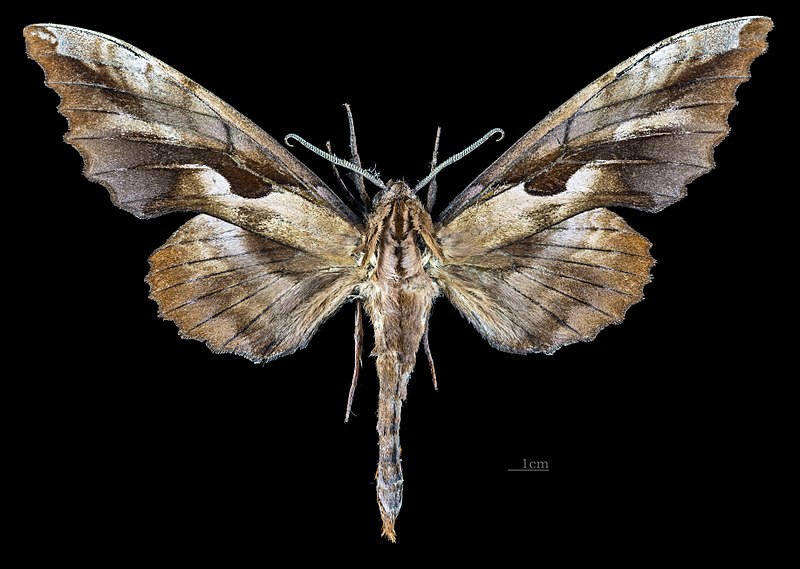 File:Phyllosphingia dissimilis perundulans MHNT CUT 2010 0 202 Assam India, male dorsal.jpg