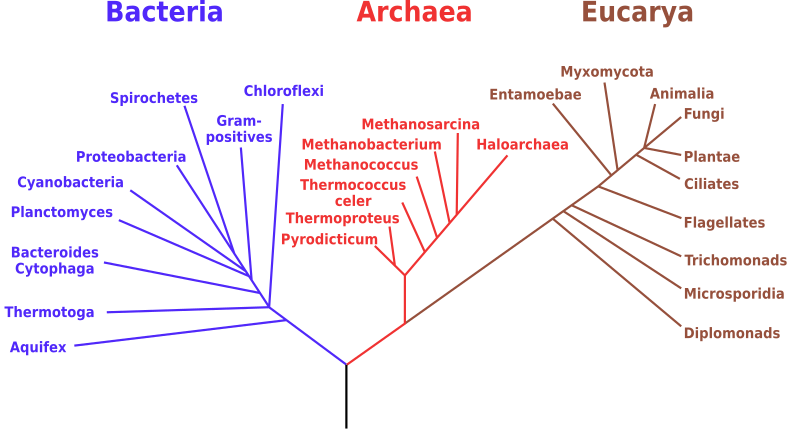 File:Phylogenetic tree scientific names.svg