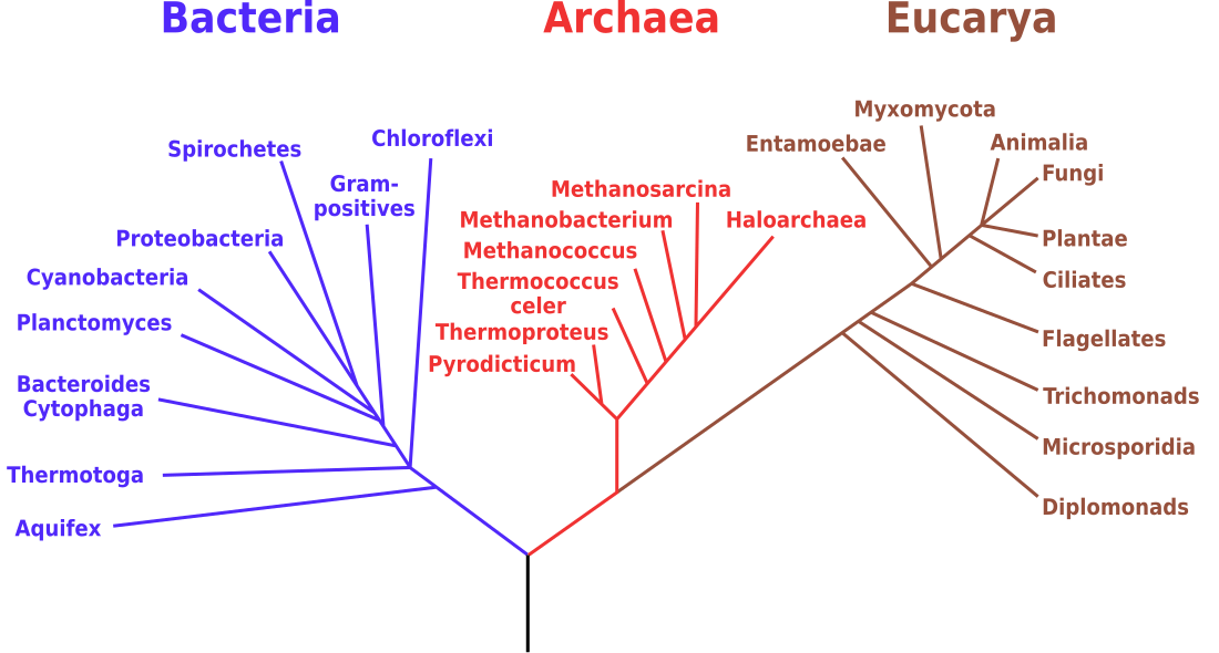 Albero filogenetico