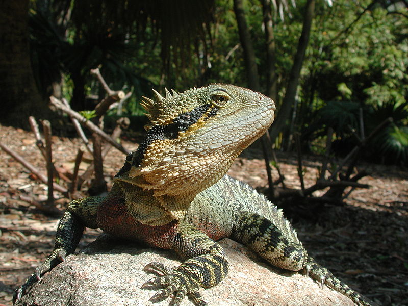 File:Physignathus lesueurii.jpg