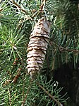 Picea breweriana mature cone.jpg