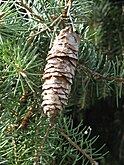 cone and foliage