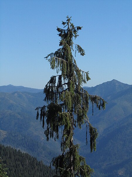 The weeping spruce (Picea breweriana) is found only in the Klamath Mountains.