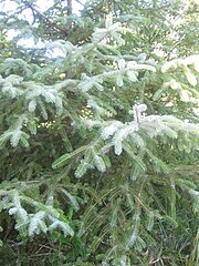 Picea sitchensis