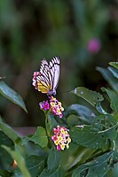 Papilio demoleus