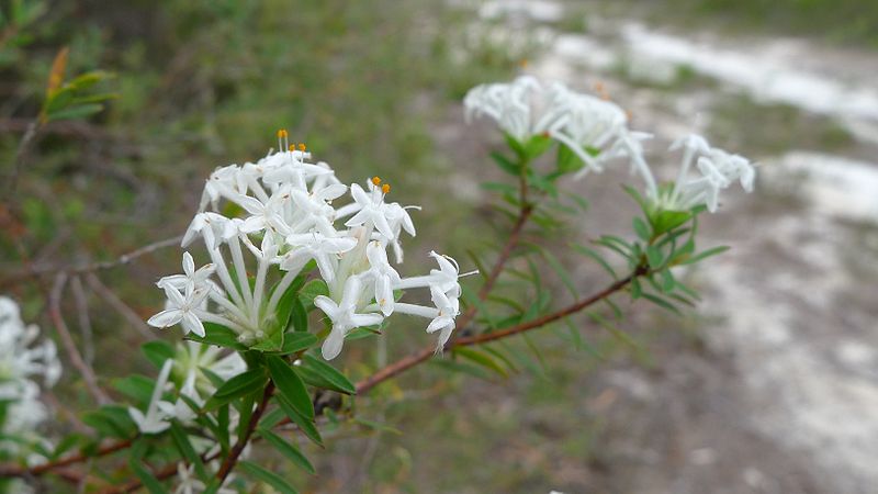 File:Pimelea linifolia flower (11878417385).jpg