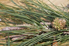 Cone de Pinus attenuata