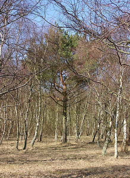 File:Pinus-sylvestris-phenotype 2.JPG