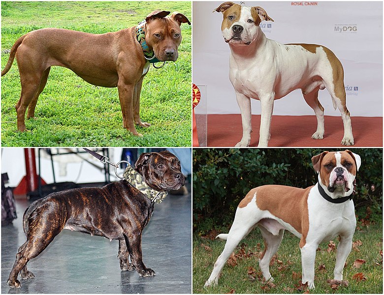 File:Pit Bull-type dog breeds1.jpg