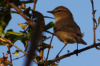 <span class="mw-page-title-main">Plain leaf warbler</span> Species of bird