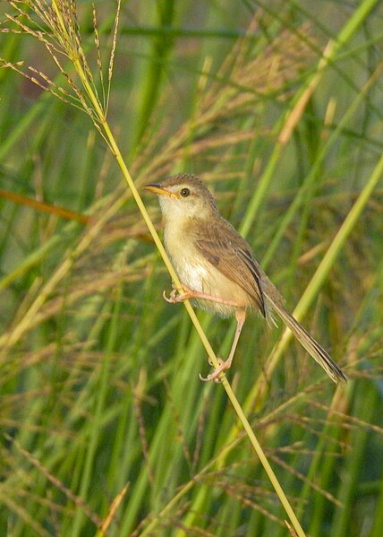 File:Plain prinia 06.jpg