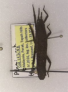 <i>Planispectrum</i> Genus of stick insects