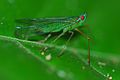 Hémiptère dictyopharidae centromeria viridistigma