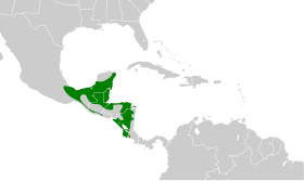 Distribución geográfica del picoplano rabón.