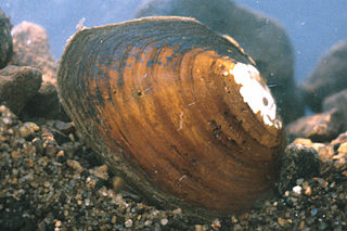 <i>Pleurobema</i> genus of molluscs