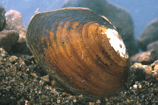 <i>Pleurobema</i> Genus of bivalves