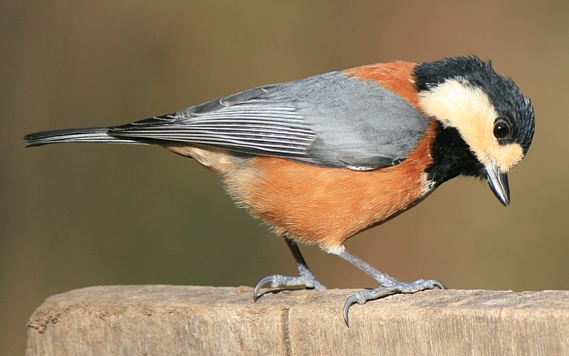 File:Poecile varius on plate.JPG