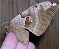 Antheraea Polyphemus Moth (Antheraea polyphemus) 4