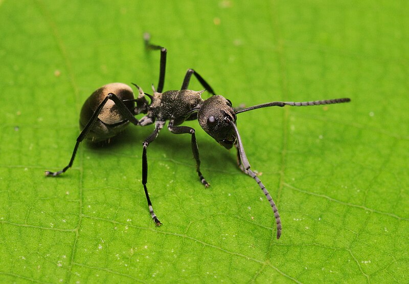 File:Polyrhachis dives.jpg