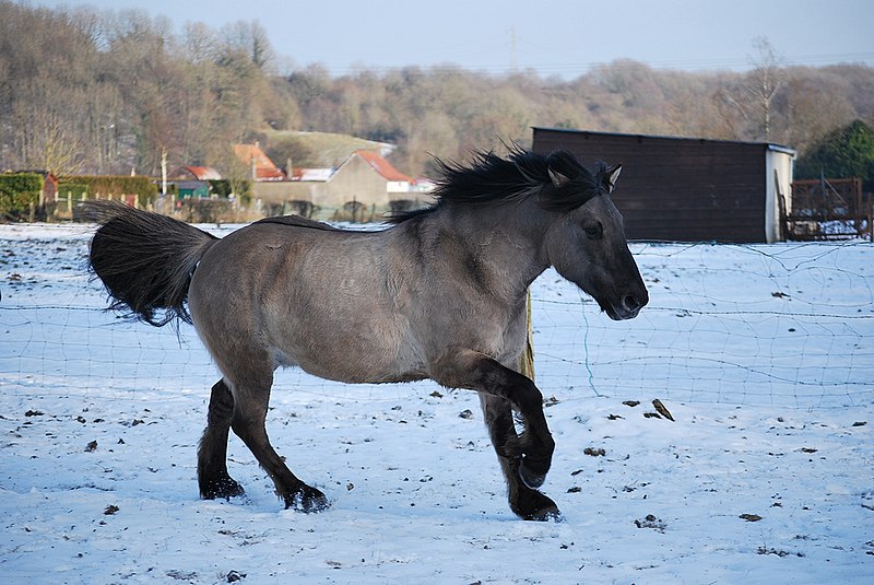 Dapple Grey Mare, Wiki