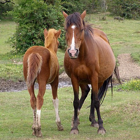 Tập_tin:Pony_and_foal,_Dibden_Bottom,_New_Forest_-_geograph.org.uk_-_310270.jpg