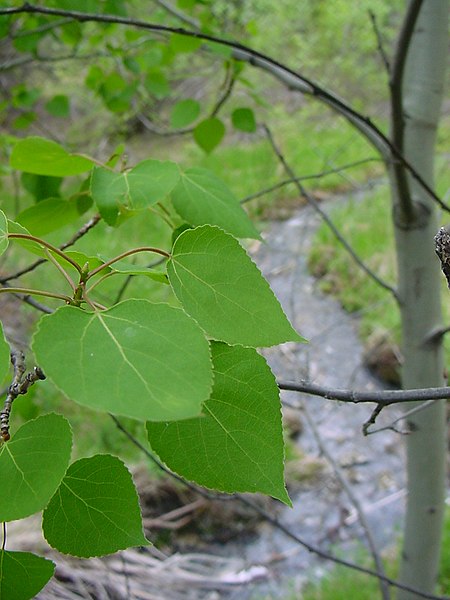 File:Populus tremuloides foliage.jpg