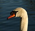 * Nomination Portrait of a swan.--Szilas 06:13, 30 December 2007 (UTC) * Decline Dark and unsharp - Alvesgaspar 21:09, 2 January 2008 (UTC)